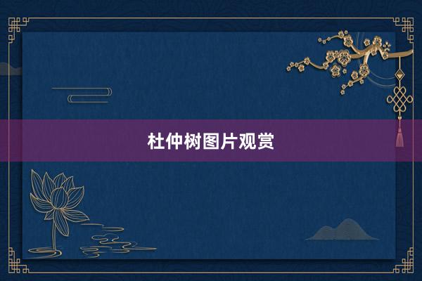 杜仲树图片观赏
